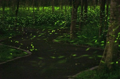 大農大富平地森林園區每年3-4月夜晚螢光熠熠2