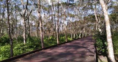 綠蔭扶疏的無障礙步道 (健行路段實景之一)