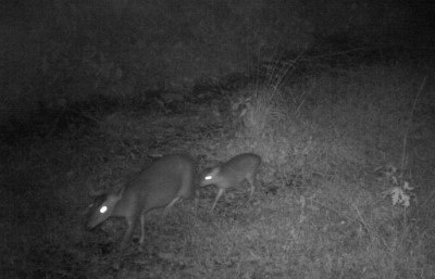 利嘉山區野生動物樂園 各路好漢齊聚一堂