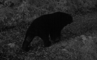 利嘉山區野生動物樂園 各路好漢齊聚一堂