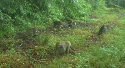 利嘉山區野生動物樂園 各路好漢齊聚一堂