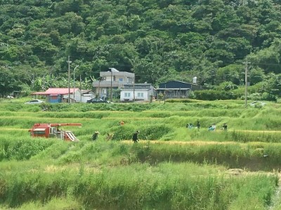 具有里山環境的石梯坪的梯田