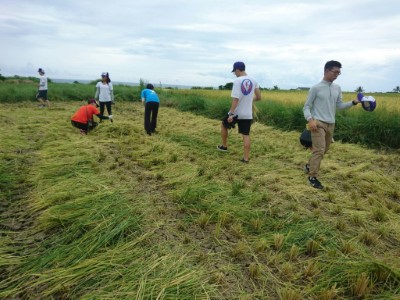 志工幫忙收割海稻米