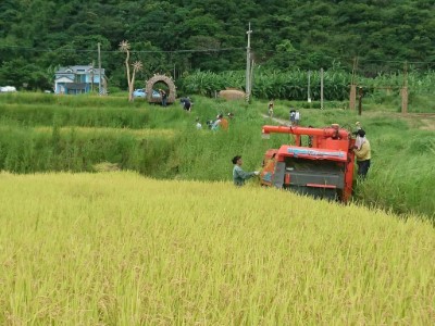 海滔田收割同時可看到與環境融合的米粑流藝術品