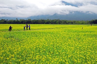 金黃油菜花海即將壯闊盛開(105年示意圖)