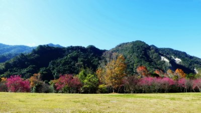 奧萬大森林遊樂區賞櫻季節可持續約2個月