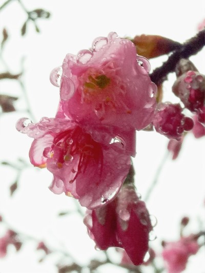 大雪山櫻花2
