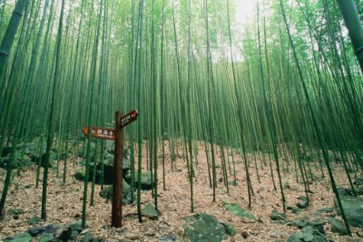 05八仙山竹林