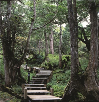 09太平山檜木原始林步道