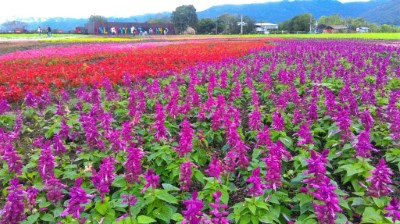 大農大富平地森林園區花海一景