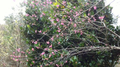 池南國家森林遊樂區內種植櫻花162株，陸續盛開，園區可見冬候鳥蹤跡，黃尾鴝、白腹鶇、黃腹琉璃、朱鸝等20多種，增添遊樂區冬季景緻