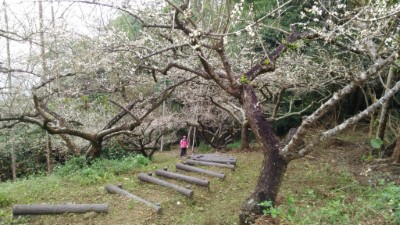 梅花盛開景色