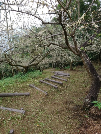 步道蜿蜒穿越梅園