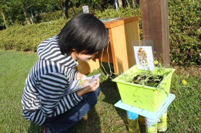 平時不起眼的它原來是兔兒菜