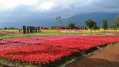 大農大富平地森林園區花海