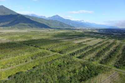 大農大富平地森林園區15年造林有成，現已成為媲美宮崎駿動畫的「龍貓」森林隧道。（道綺拍攝）