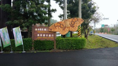 國產材製枯球蘿紋蛾展翅飛揚