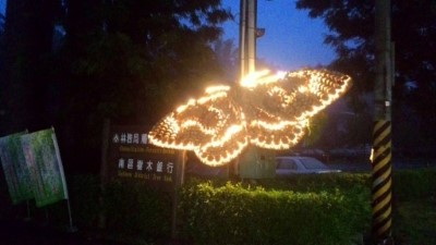 振翅夜光間的枯球蘿紋蛾