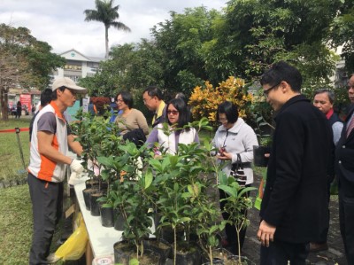 首場贈苗贈送茶花、桂花及木槿