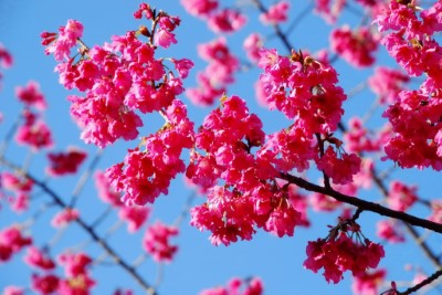 山櫻花
