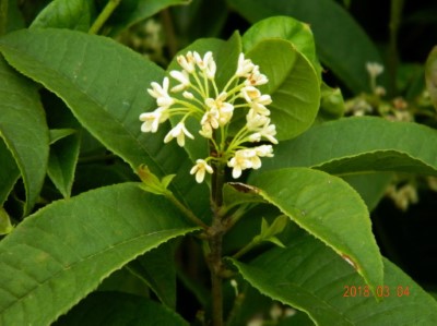 桂花