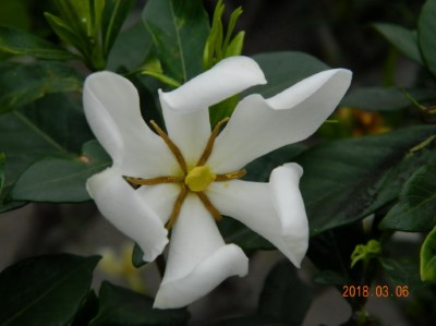黃梔花