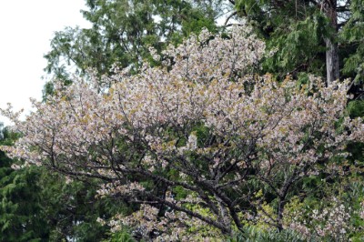 原生種太平山櫻花分布於北部中海拔山區，花色純白到粉