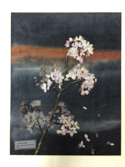 櫻花押花原櫻重現