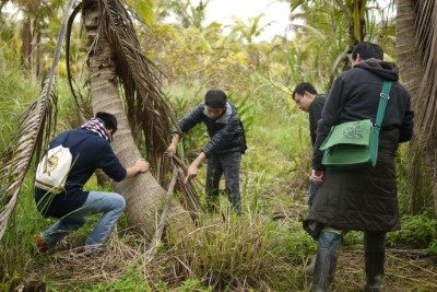野外實地進行移除