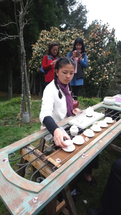 小小茶藝師泡茶專業架式不輸大人