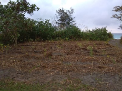 鄰近七星潭的2618保安林經移除外來種後並完成造林