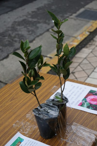 02茶花