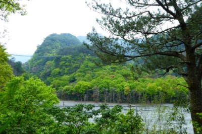 賞鳥平台眺望吊橋及楓林區