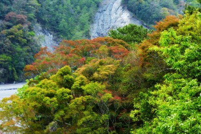 賞鳥平台眺望春天新芽