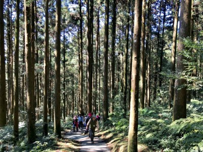 04東眼山_柳杉林