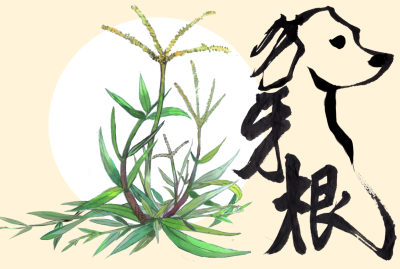 狗牙根明信片