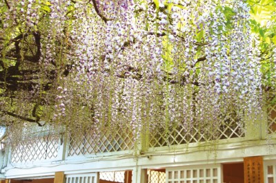 慈雲寺浪漫飄逸紫藤