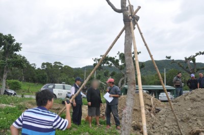 檢警林合作查獲恆春倒卵葉楠及茄苳老樹盜挖案