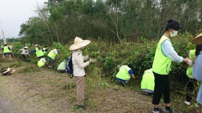 志工們奮力移除小花蔓澤蘭，讓被覆蓋的朱槿重見天日