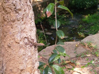 發現沙蜥攀附於公園樹上