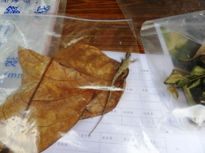 成功移除的沙蜥個體