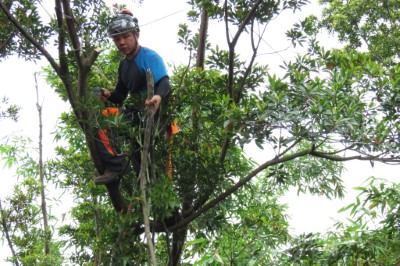由專業攀樹師進行樹上修剪作業，可克服大型機具因環境的限制