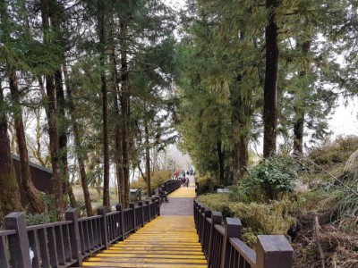 考量山林景觀通透性，將在太平山國家森林遊樂區鎮安宮前進行樹木養護作業