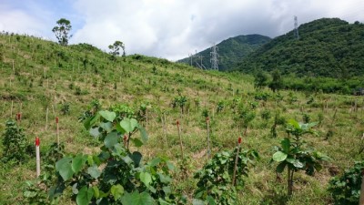 105年車城鄉小尖山林地剷除銀合歡復育造林地，移除銀合歡後密集的撫育作業有效降低銀合歡數量，每公頃栽植3,000株之苗木，生長良好
