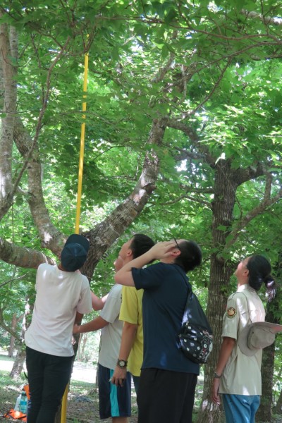 學生實地到森林裡測量樹高並推算出其碳含量