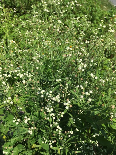 銀膠菊開花時似觀賞花卉「滿天星」-1