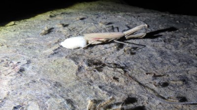 在茄冬樹上產卵的螳螂