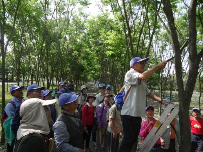 護樹活動中，民眾實際操作修枝。