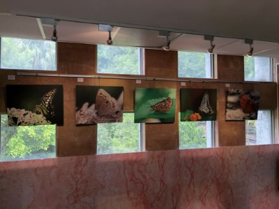 佐倉步道蝴蝶生態攝影展-1
