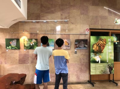 佐倉步道蝴蝶生態攝影展-2